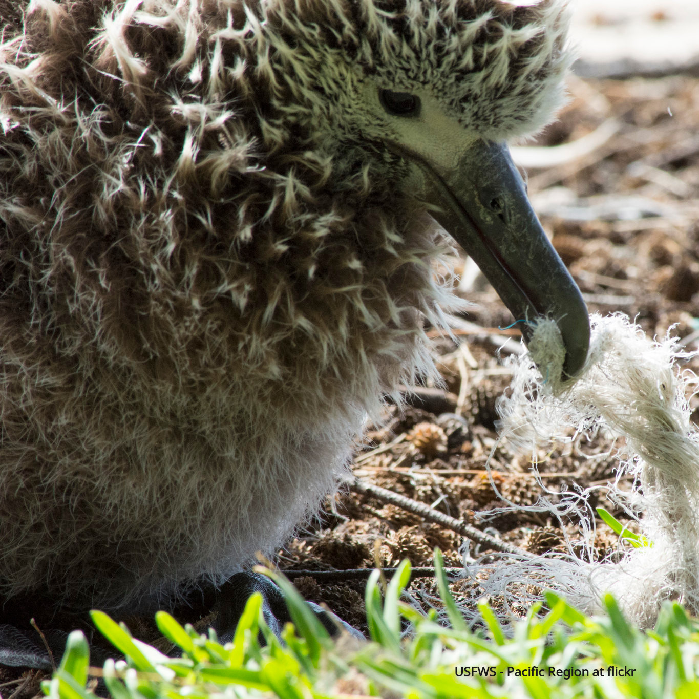 Plastic and a man-made disease