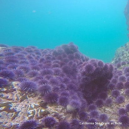 Can otters help save endangered Kelp forests?