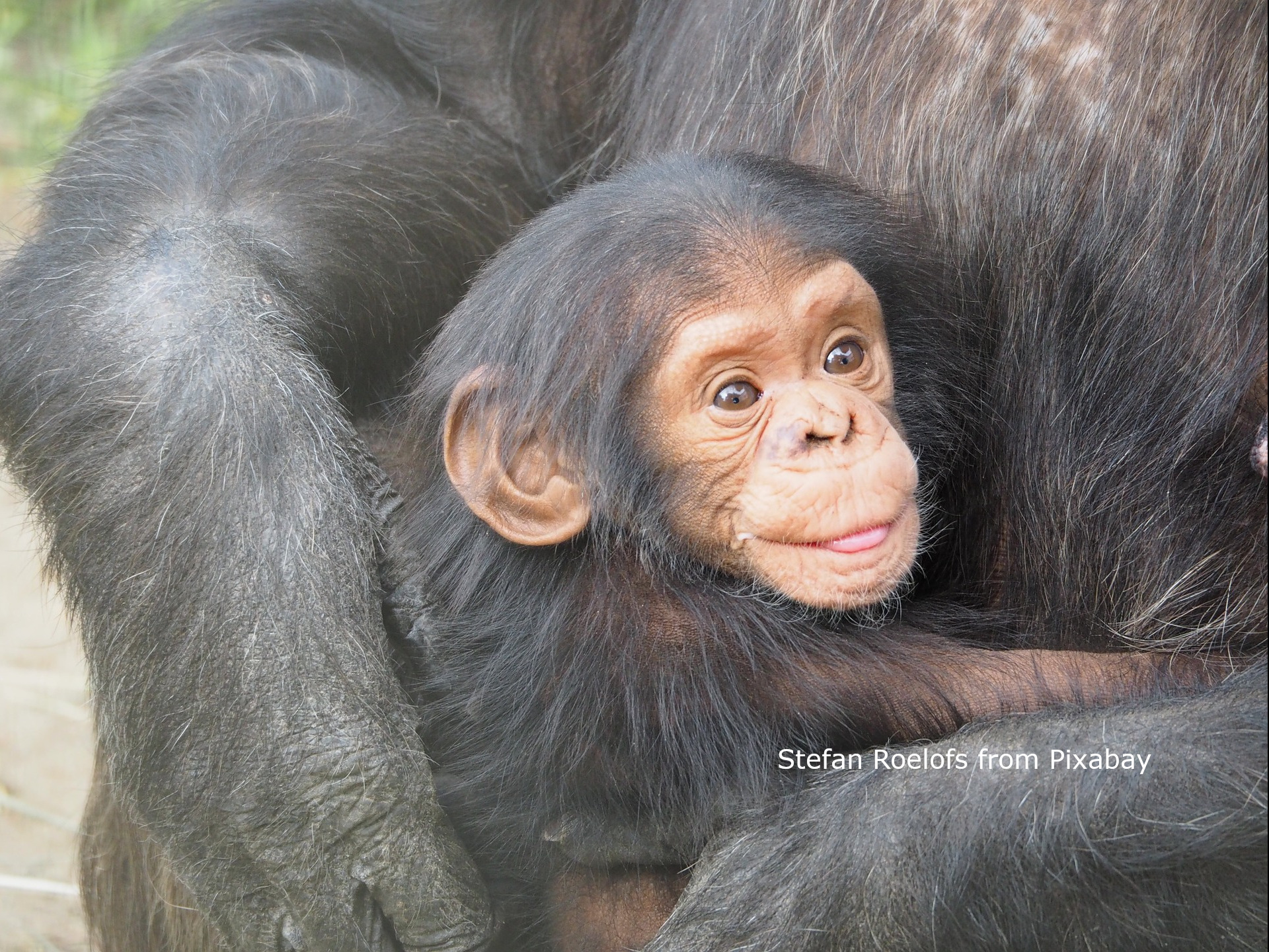 Western Chimps nearly extinct in 4 African nations