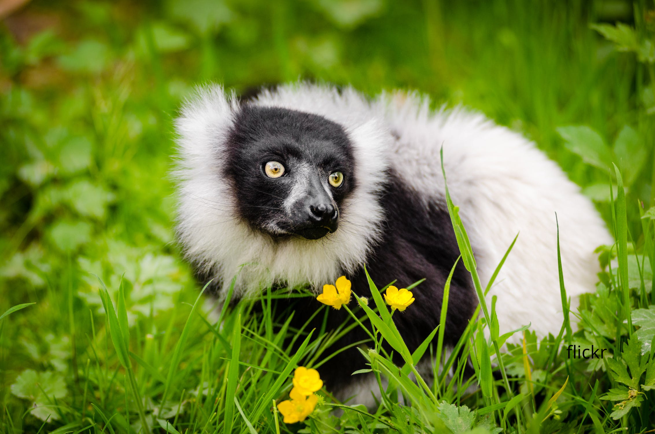 More lemurs going extinct