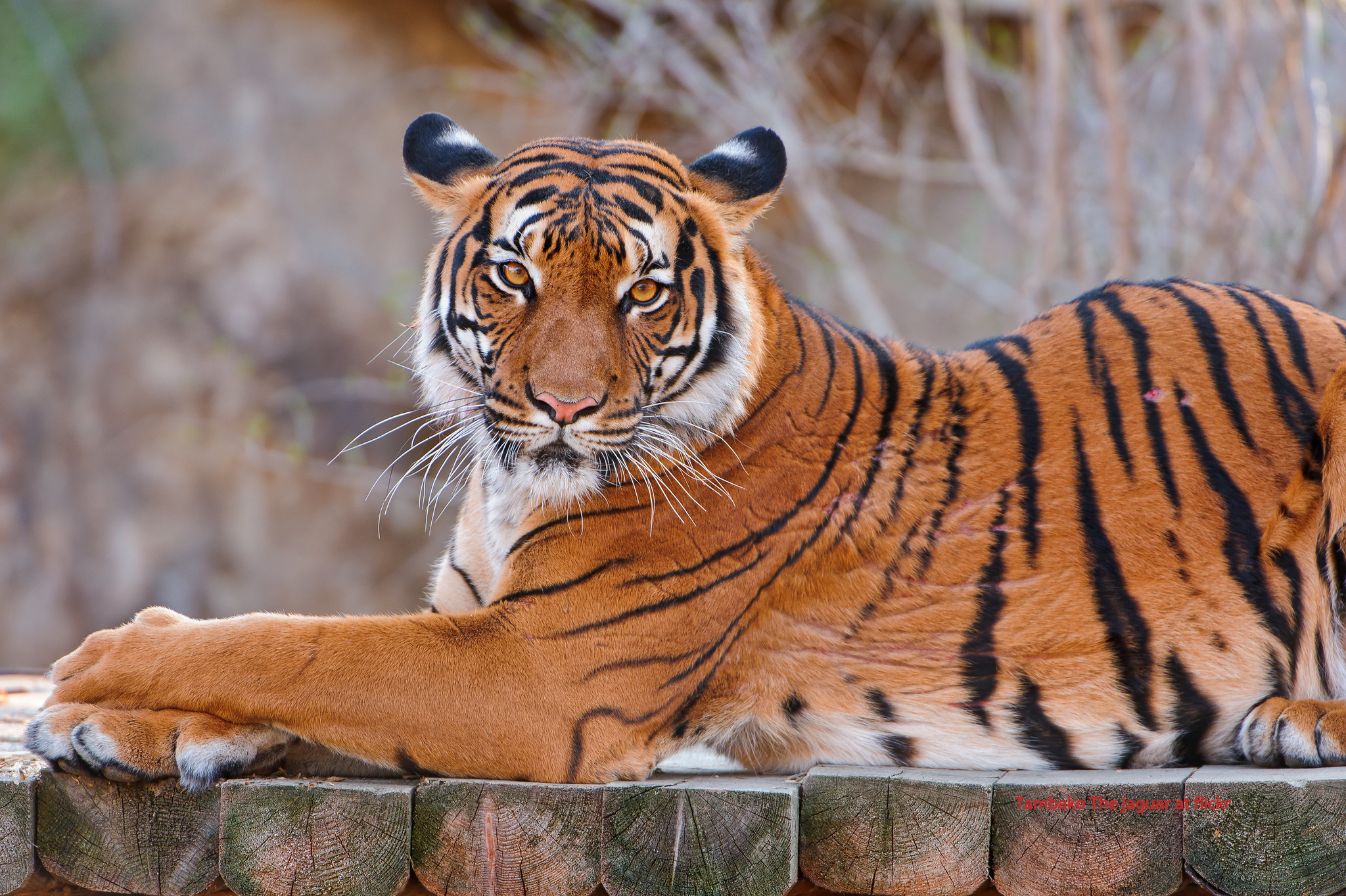 Dire outcome ahead for Malayan Tiger?