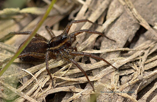 Bigger Halloween Spiders