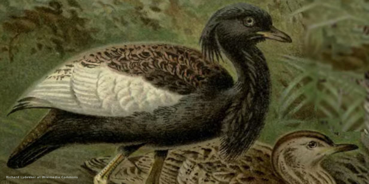 Endangered bird can be hard to save