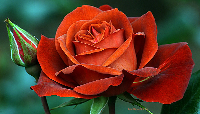 What is a Hot Chocolate Rose?