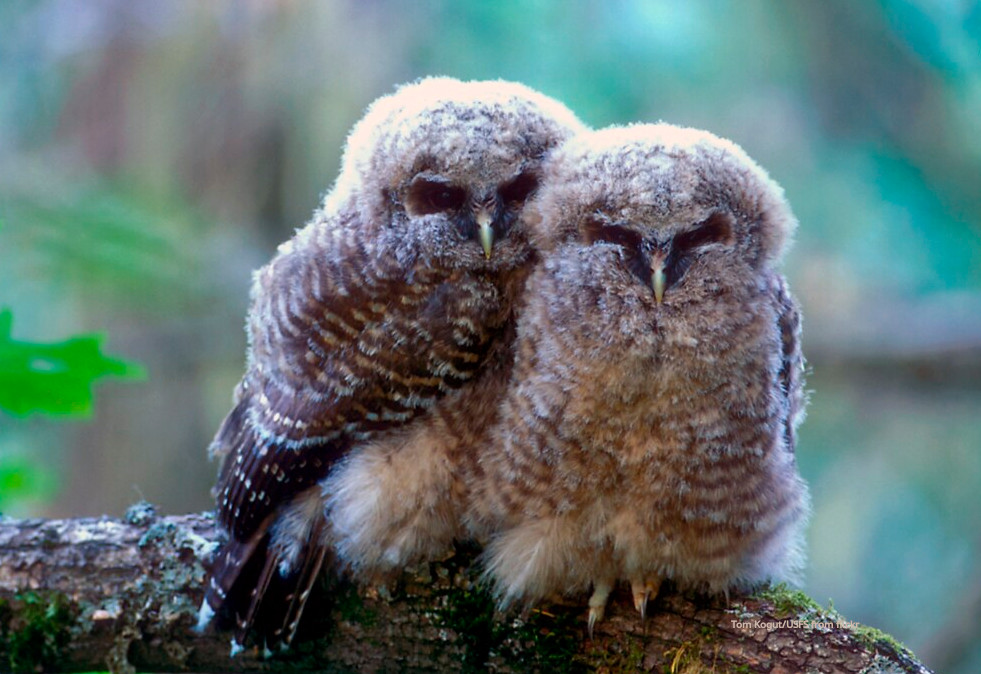 Owl Near Extinction in Canada