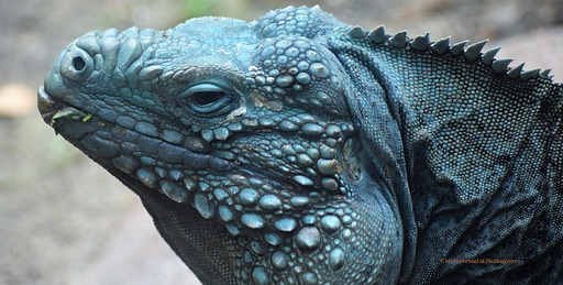Long lived Caribbean lizards