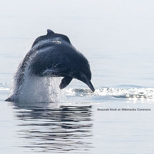 The Shy Humpback Dolphin