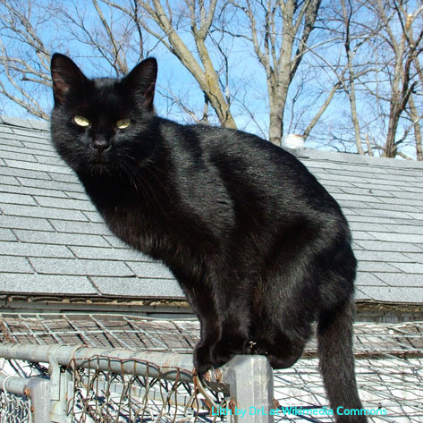 Black Cat Myths