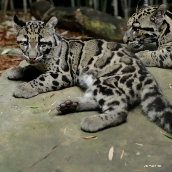 Beauty leads to poaching
