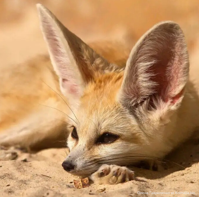 Fennec fox