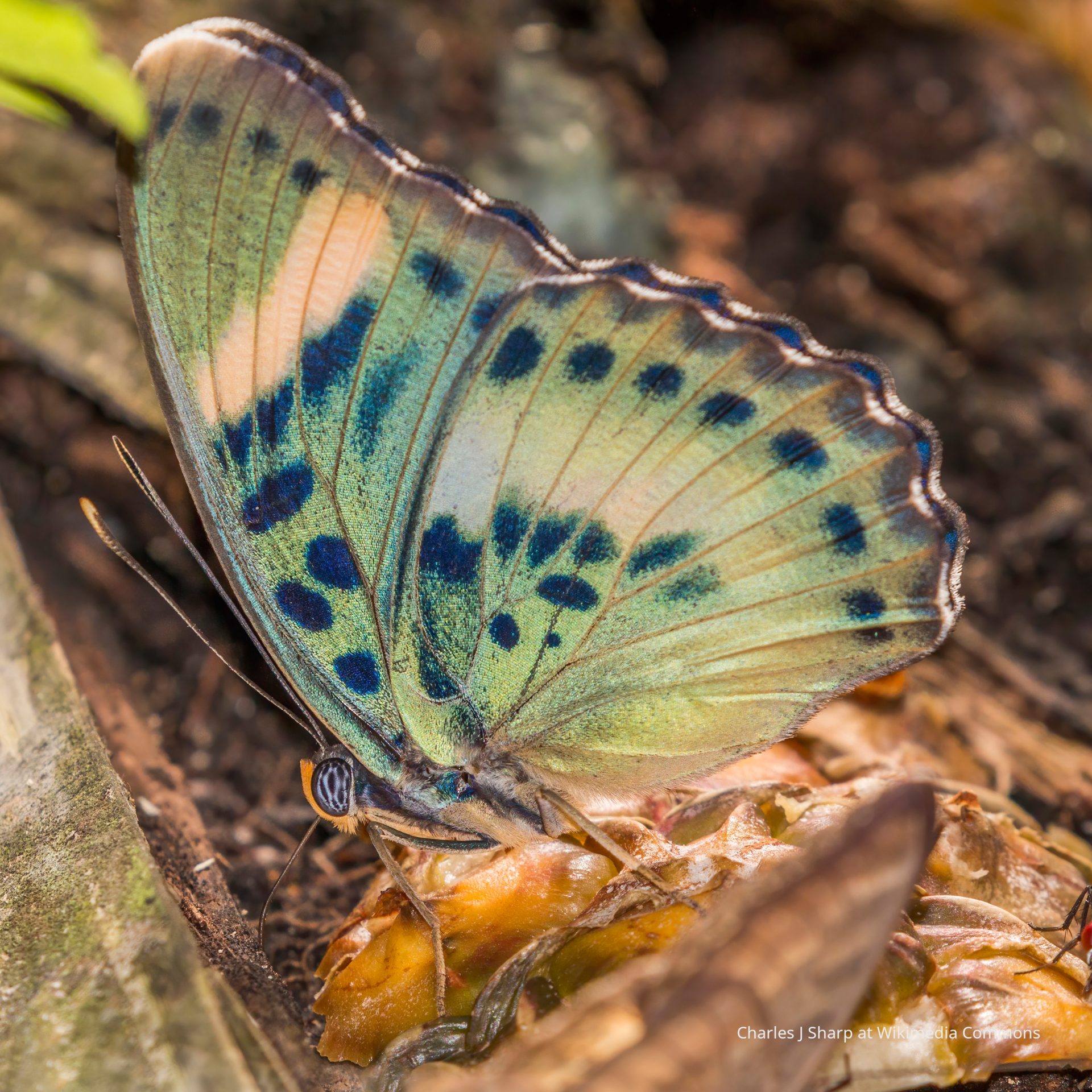 Common Ceres Forester